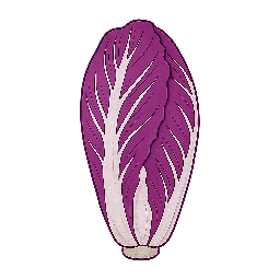 Radicchio