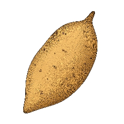 Batata