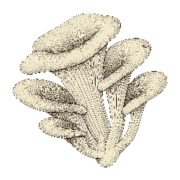 Cogumelo