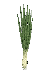 Cebolinha
