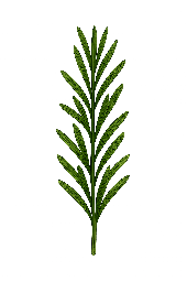 Alecrim