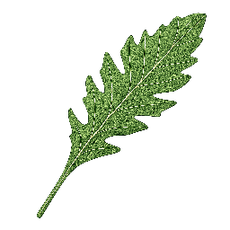 Almeirão